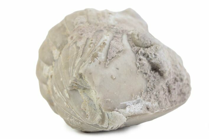 Bargain, Enrolled Asaphus Trilobite - Russia #363250